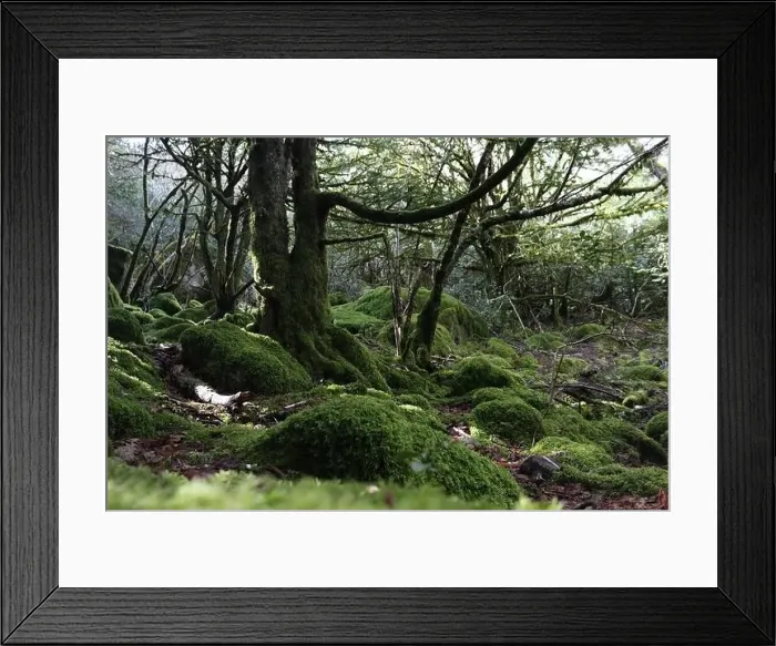 Framed Print : beautiful forest of trees rivers waterfalls water green moss moisture Framed Print : beautiful forest of trees rivers waterfalls water green moss moisture
