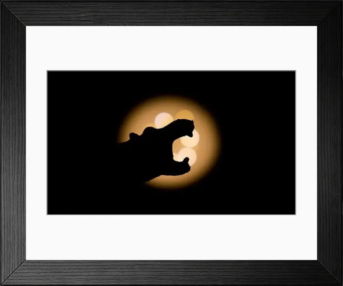 Framed Print : Hippopotamus photographed with bright light in background and with short shutter speed with clear shadow
