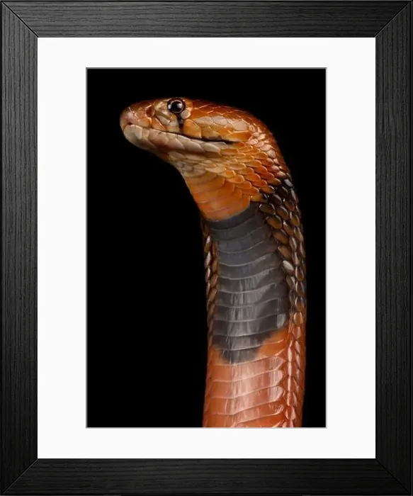 Framed Print : The Red spitting cobra (Naja pallida) is a highly venomous snake species Framed Print : The Red spitting cobra (Naja pallida) is a highly venomous snake species