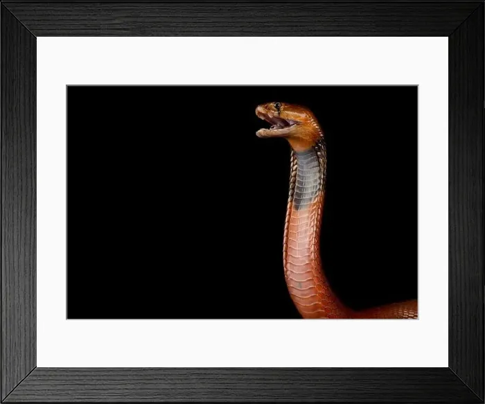 Framed Print : Red spitting cobra (Naja pallida) Framed Print : Red spitting cobra (Naja pallida)