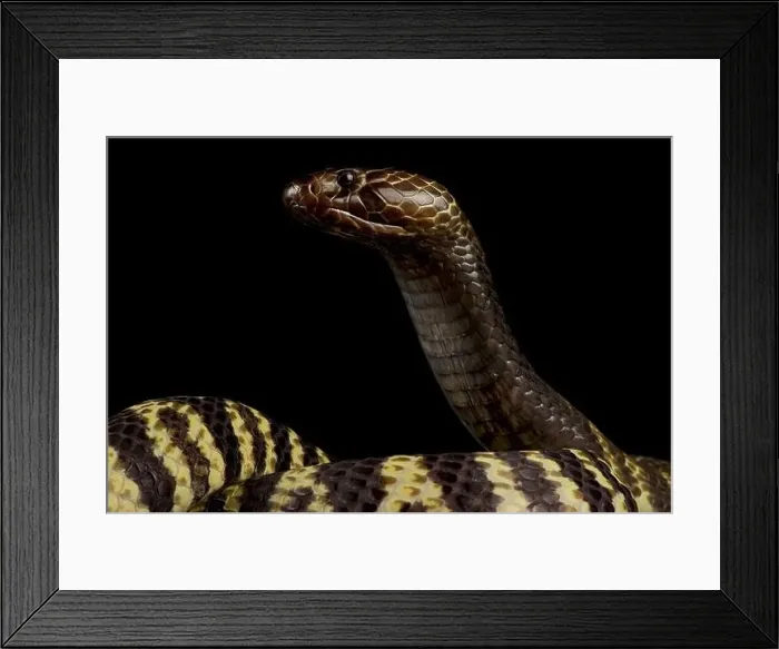 Framed Print : Zebra spitting cobra (Naja nigricincta nigricintcta) Framed Print : Zebra spitting cobra (Naja nigricincta nigricintcta)
