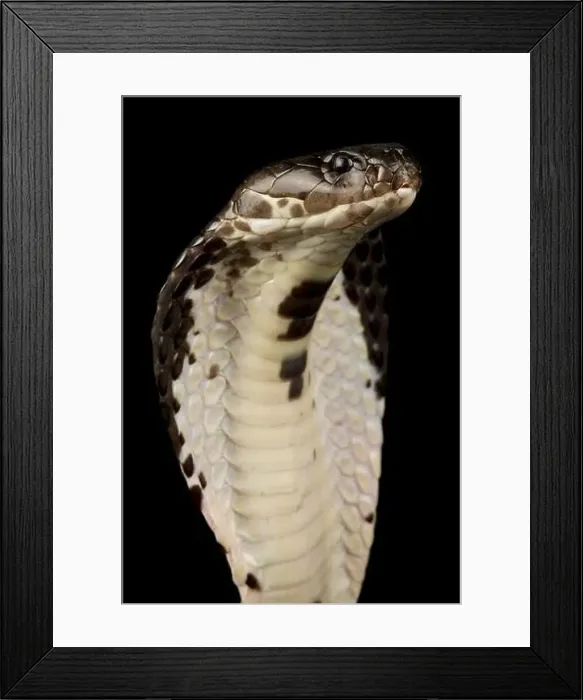 Framed Print : Indochinese spitting cobra (Naja siamensis) Framed Print : Indochinese spitting cobra (Naja siamensis)