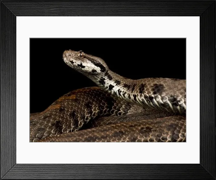 Framed Print : Caucasus Viper (Montivipera raddei raddei)