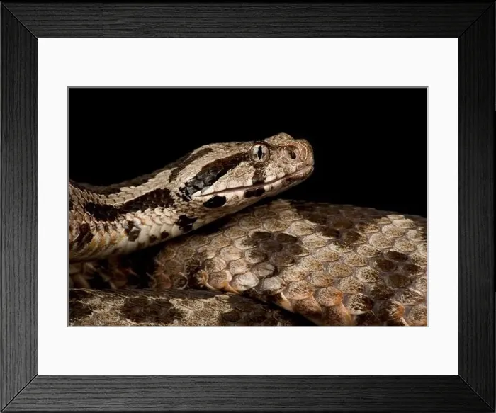 Framed Print : Ottoman Viper (Montivipera xanthina ) Framed Print : Ottoman Viper (Montivipera xanthina )