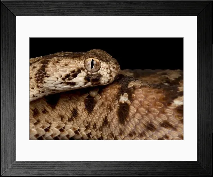 Framed Print : Ocellated carpet viper (Echis ocellatus) Framed Print : Ocellated carpet viper (Echis ocellatus)