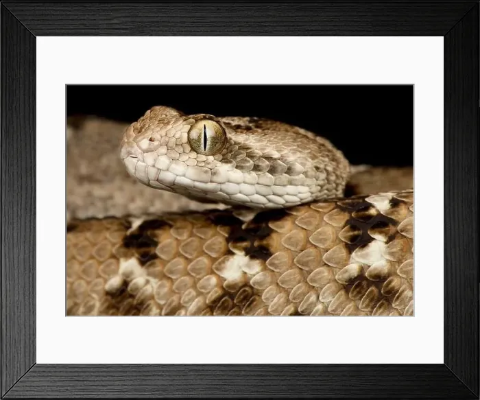Framed Print : Indian saw-scaled viper (Echis carinatus)