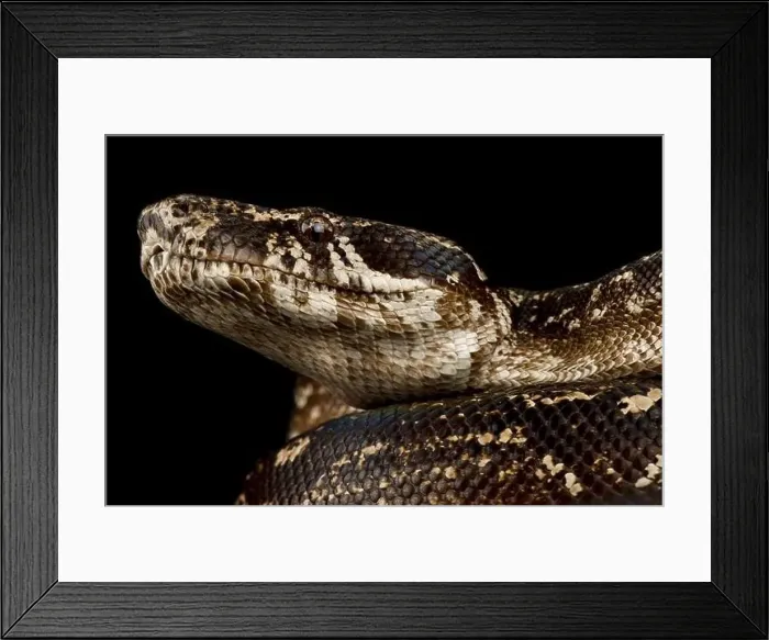 Framed Print : Argentine Boa Constrictor (Boa constrictor occidentalis )