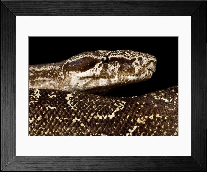 Framed Print : Argentine Boa Constrictor (Boa constrictor occidentalis )