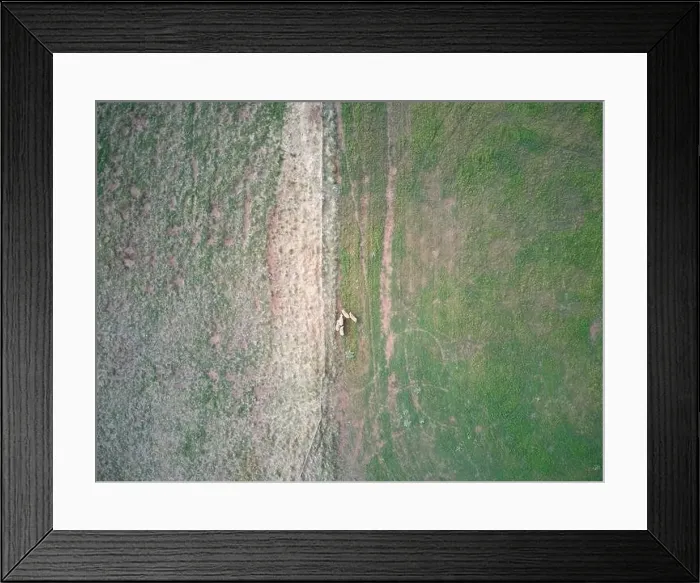Framed Print : Aerial sheep farm showing sheep grazing in a green field landscape with fence and animal tracks, Victoria, Australia