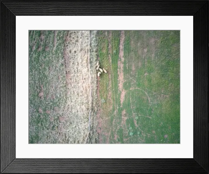 Framed Print : Aerial sheep farm showing sheep grazing in a green field landscape with fence and animal tracks, Victoria, Australia Framed Print : Aerial sheep farm showing sheep grazing in a green field landscape with fence and animal tracks, Victoria, Australia