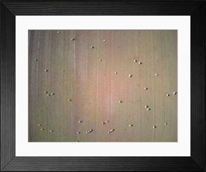 Framed Print : Aerial sheep farm Australia showing sheep grazing in a field landscape with a green and brown crop field Framed Print : Aerial sheep farm Australia showing sheep grazing in a field landscape with a green and brown crop field