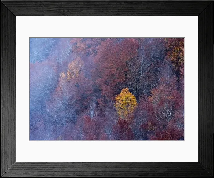 Framed Print : Scenic aerial view of deciduous woods with colorful trees growing on slope in fall Framed Print : Scenic aerial view of deciduous woods with colorful trees growing on slope in fall