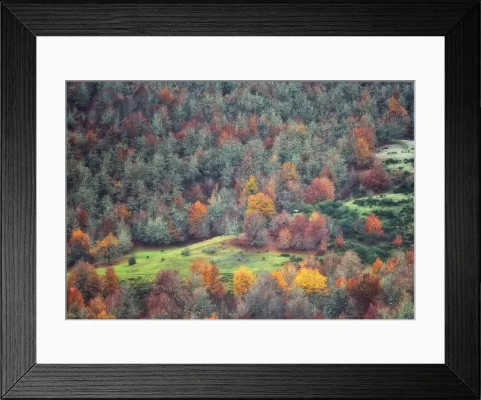 Framed Print : Drone view of picturesque scenery of trees with colorful foliage growing in forest in fall Framed Print : Drone view of picturesque scenery of trees with colorful foliage growing in forest in fall