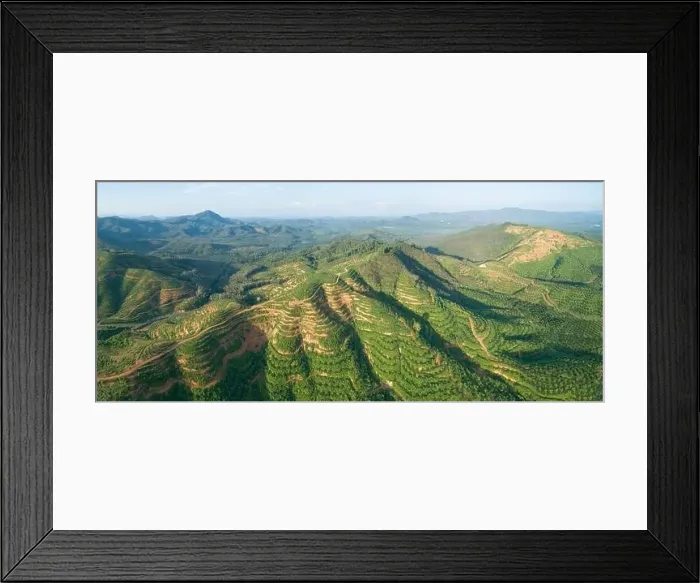 Framed Print : Aerial view drone shot of panorama Palm trees plantation rainforest landscape nature scenery view in thailand Amazing Framed Print : Aerial view drone shot of panorama Palm trees plantation rainforest landscape nature scenery view in thailand Amazing