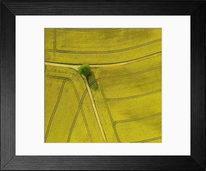 Framed Print : Top down shot of a drone on a green tree which is surrounded by a wide field of beautiful blooming rapeseed oil plants Framed Print : Top down shot of a drone on a green tree which is surrounded by a wide field of beautiful blooming rapeseed oil plants