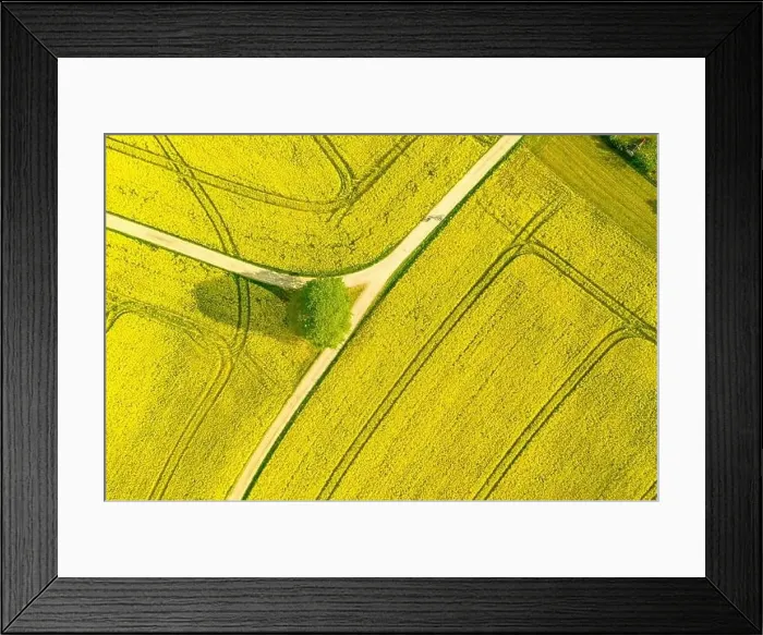 Framed Print : Aerial of a wide rapeseed oil plants agricultural field of many yellow blooming blooson Framed Print : Aerial of a wide rapeseed oil plants agricultural field of many yellow blooming blooson