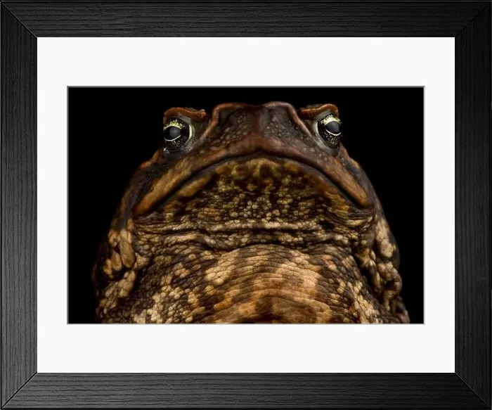 Framed Print : Cane toad (Rhinella marina) Framed Print : Cane toad (Rhinella marina)
