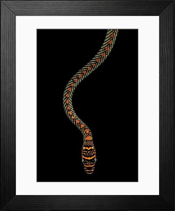 Framed Print : Paradise tree snake (Chrysopelea paradisi) Framed Print : Paradise tree snake (Chrysopelea paradisi)