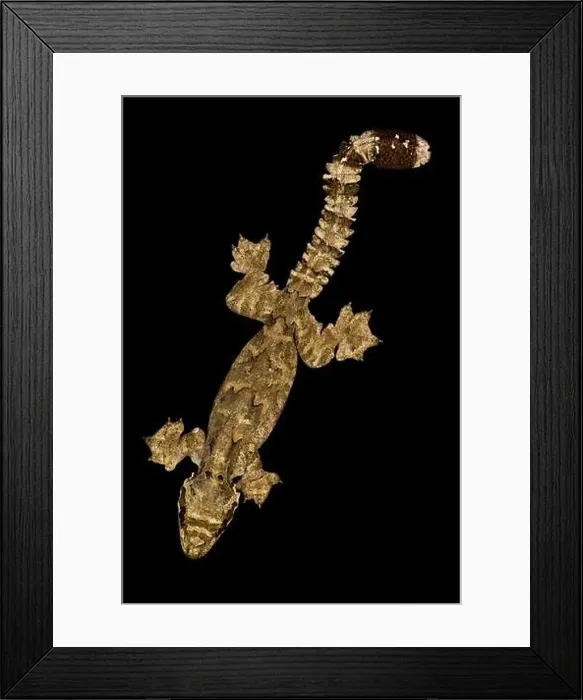 Framed Print : Malaysia Parachute Gecko (Gekko cicakterbang) Framed Print : Malaysia Parachute Gecko (Gekko cicakterbang)