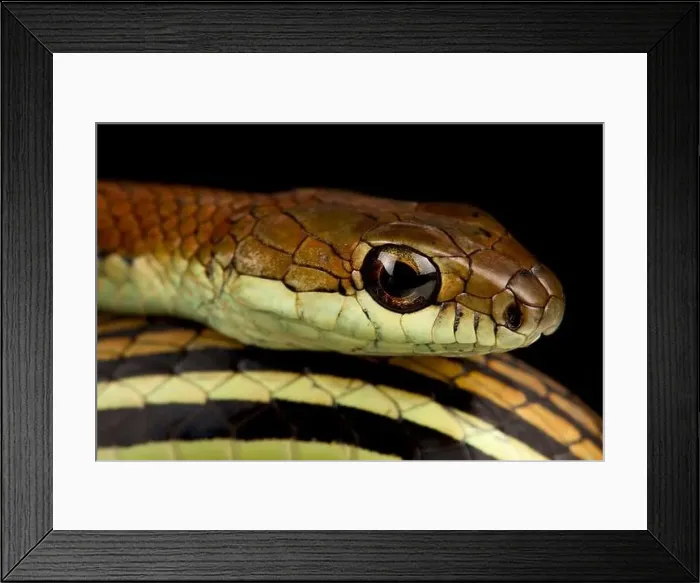 Framed Print : Striped bronzeback (Dendrelaphis caudolineatus) Framed Print : Striped bronzeback (Dendrelaphis caudolineatus)