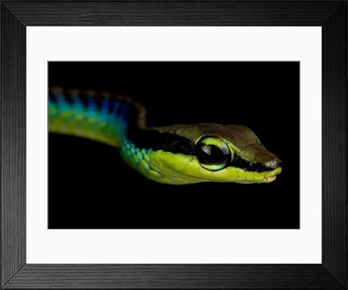 Framed Print : Wall's bronzeback (Dendrelaphis cyanochloris) Framed Print : Wall's bronzeback (Dendrelaphis cyanochloris)