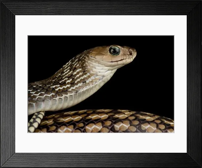 Framed Print : Keeled Rat Snake (Ptyas carinata) Framed Print : Keeled Rat Snake (Ptyas carinata)