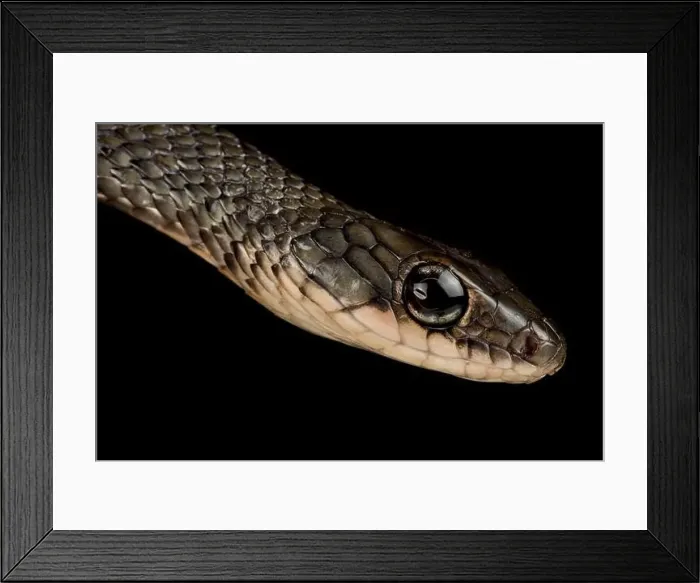 Framed Print : white-bellied rat snake (Ptyas fusca) Framed Print : white-bellied rat snake (Ptyas fusca)