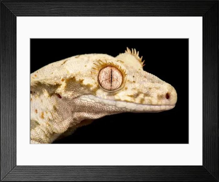 Framed Print : Crested gecko (Correlophus ciliatus) Framed Print : Crested gecko (Correlophus ciliatus)