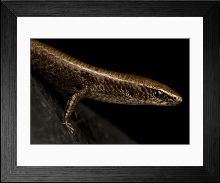 Framed Print : Underwood's spectacled tegu (Gymnophthalmus underwoodi) Framed Print : Underwood's spectacled tegu (Gymnophthalmus underwoodi)