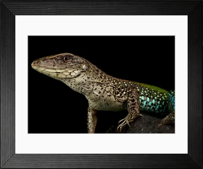 Framed Print : giant ameiva (Ameiva ameiva) Framed Print : giant ameiva (Ameiva ameiva)