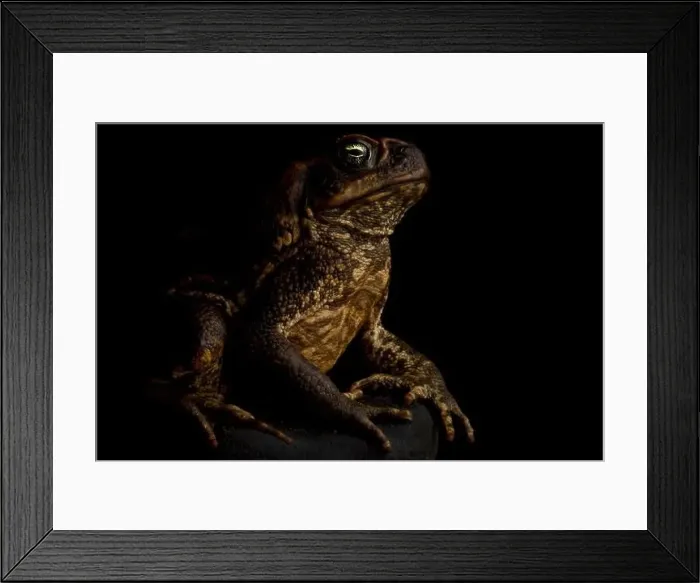 Framed Print : Cane toad (Rhinella marina) Framed Print : Cane toad (Rhinella marina)