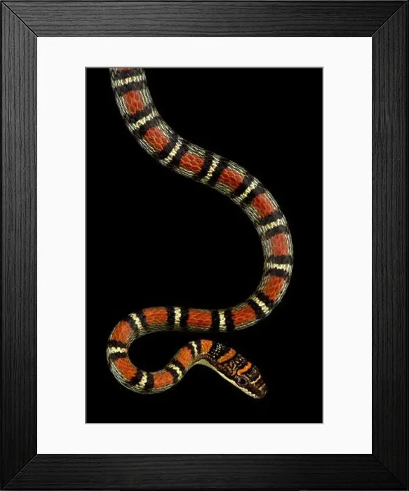Framed Print : Banded Flying Snake (Chrysopelea pelias)