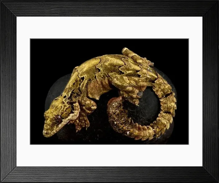 Framed Print : Malaysia Parachute Gecko (Gekko cicakterbang) Framed Print : Malaysia Parachute Gecko (Gekko cicakterbang)