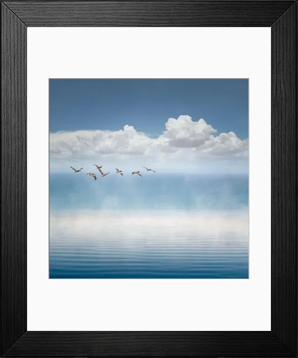 Framed Print : Pelicans in flight over the ocean, California, USA Framed Print : Pelicans in flight over the ocean, California, USA