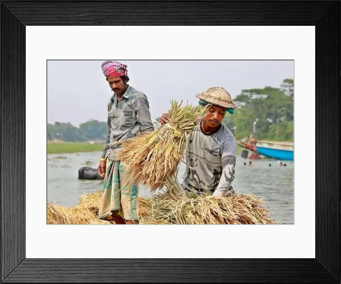 Framed Print : Kishoreganj, Bangladesh - May 01 Framed Print : Kishoreganj, Bangladesh - May 01