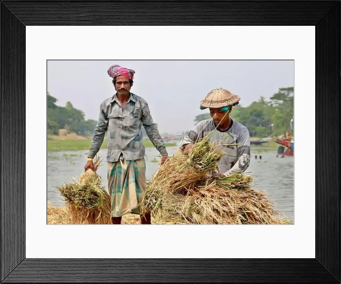 Framed Print : Kishoreganj, Bangladesh - May 01 Framed Print : Kishoreganj, Bangladesh - May 01