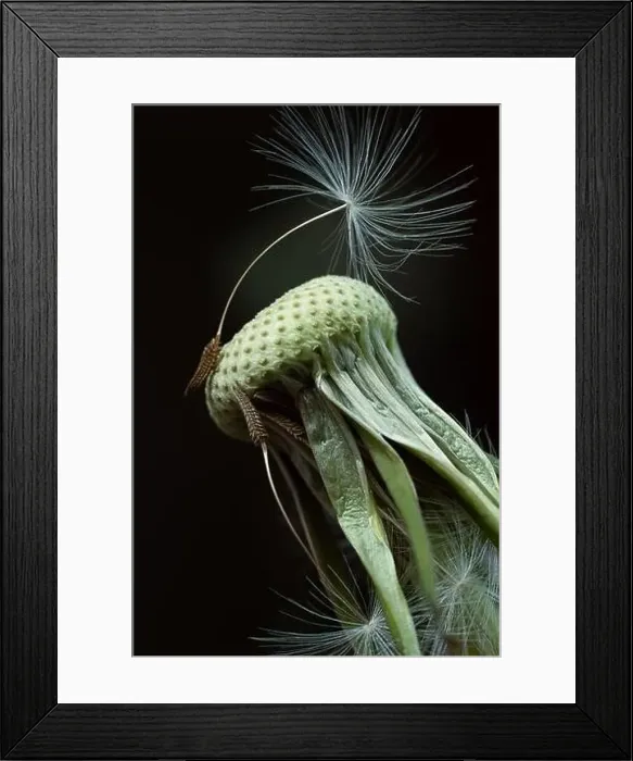 Framed Print : Beautiful shiny dandelion seed. Dark green background Framed Print : Beautiful shiny dandelion seed. Dark green background