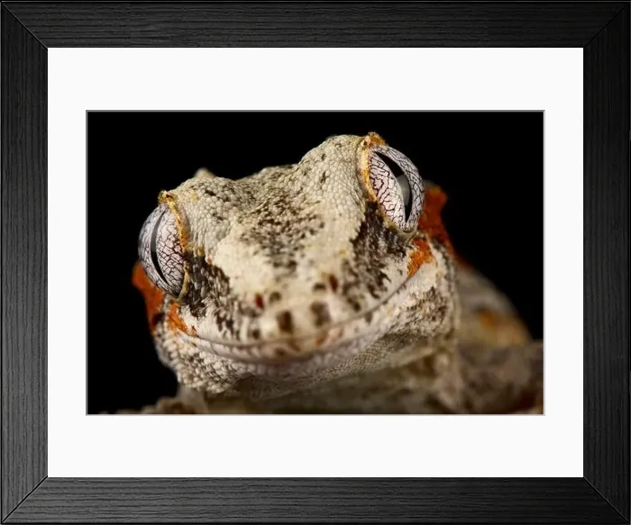 Framed Print : Gargoyle gecko (Rhacodactylus auriculatus) Framed Print : Gargoyle gecko (Rhacodactylus auriculatus)