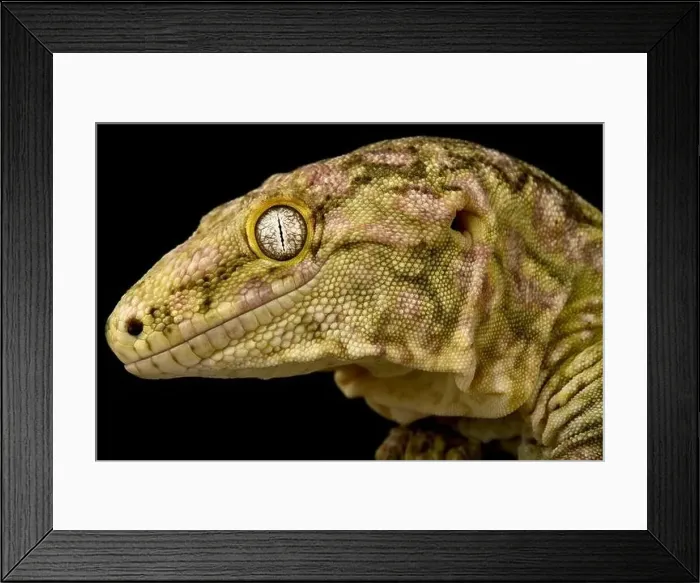 Framed Print : The New Caledonian giant gecko (Rhacodactylus laechianus) is the biggest gecko species in the world Framed Print : The New Caledonian giant gecko (Rhacodactylus laechianus) is the biggest gecko species in the world