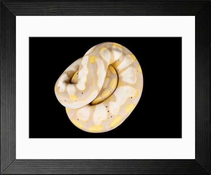 Framed Print : The Ball python (Python regius) is one of the most popular pet snake species in the world Framed Print : The Ball python (Python regius) is one of the most popular pet snake species in the world