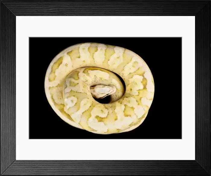 Framed Print : The Ball python (Python regius) is one of the most popular pet snake species in the world Framed Print : The Ball python (Python regius) is one of the most popular pet snake species in the world