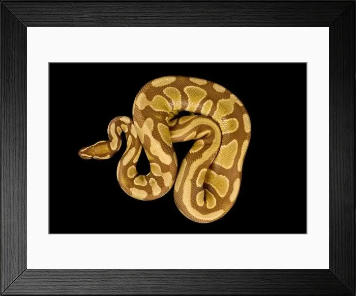 Framed Print : The Ball python (Python regius) is one of the most popular pet snake species in the world Framed Print : The Ball python (Python regius) is one of the most popular pet snake species in the world