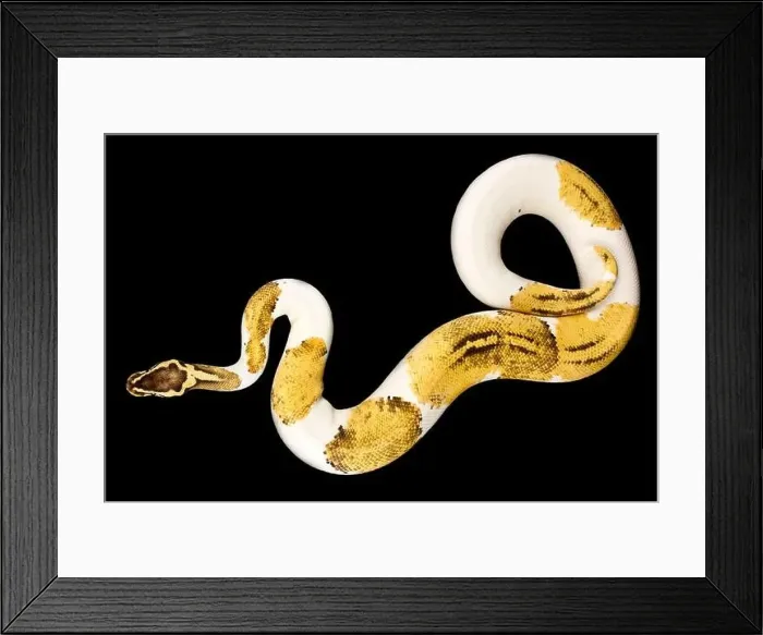 Framed Print : The Ball python (Python regius) is one of the most popular pet snake species in the world Framed Print : The Ball python (Python regius) is one of the most popular pet snake species in the world