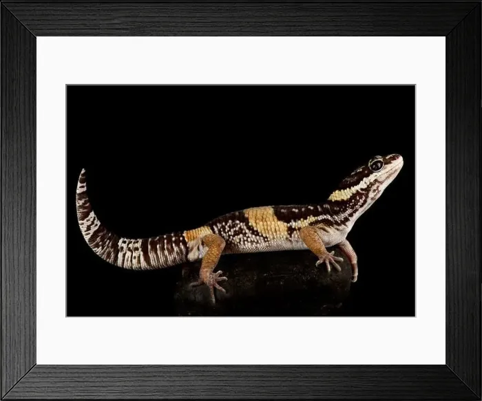 Framed Print : East Indian leopard gecko (Eublepharis hardwickii) Framed Print : East Indian leopard gecko (Eublepharis hardwickii)