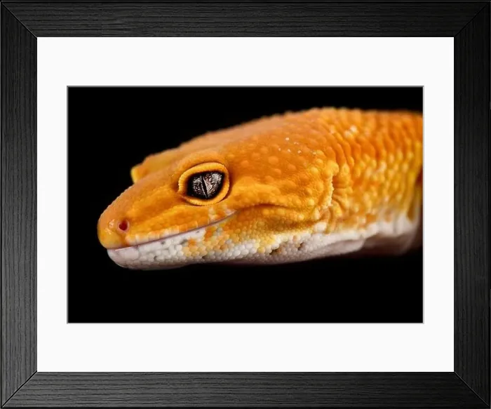 Framed Print : Tangerine leopard gecko (Eublepharis macularius) Framed Print : Tangerine leopard gecko (Eublepharis macularius)