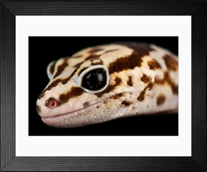 Framed Print : Fat-tailed gecko (Hemitheconys caudinctus) Framed Print : Fat-tailed gecko (Hemitheconys caudinctus)