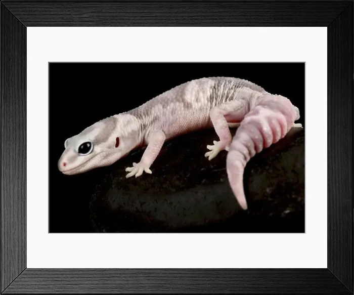 Framed Print : Fat-tailed gecko (Hemitheconys caudinctus) Framed Print : Fat-tailed gecko (Hemitheconys caudinctus)