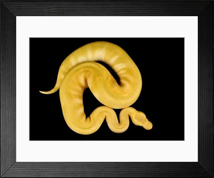 Framed Print : The Ball python (Python regius) is one of the most popular pet snake species in the world Framed Print : The Ball python (Python regius) is one of the most popular pet snake species in the world