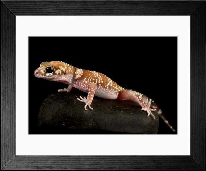 Framed Print : thick-tailed gecko (Underwoodisaurus milii) Framed Print : thick-tailed gecko (Underwoodisaurus milii)