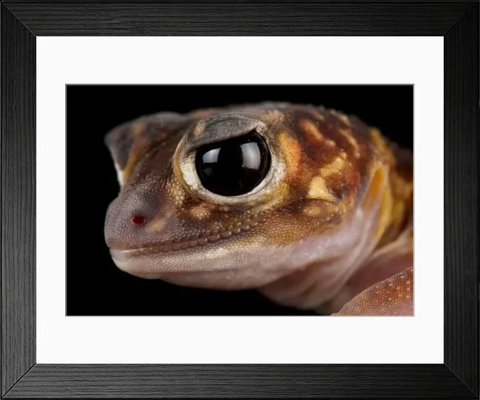 Framed Print : The Midline knob-tailed gecko (Nephrurus vertebralis) is a nocturnal Framed Print : The Midline knob-tailed gecko (Nephrurus vertebralis) is a nocturnal